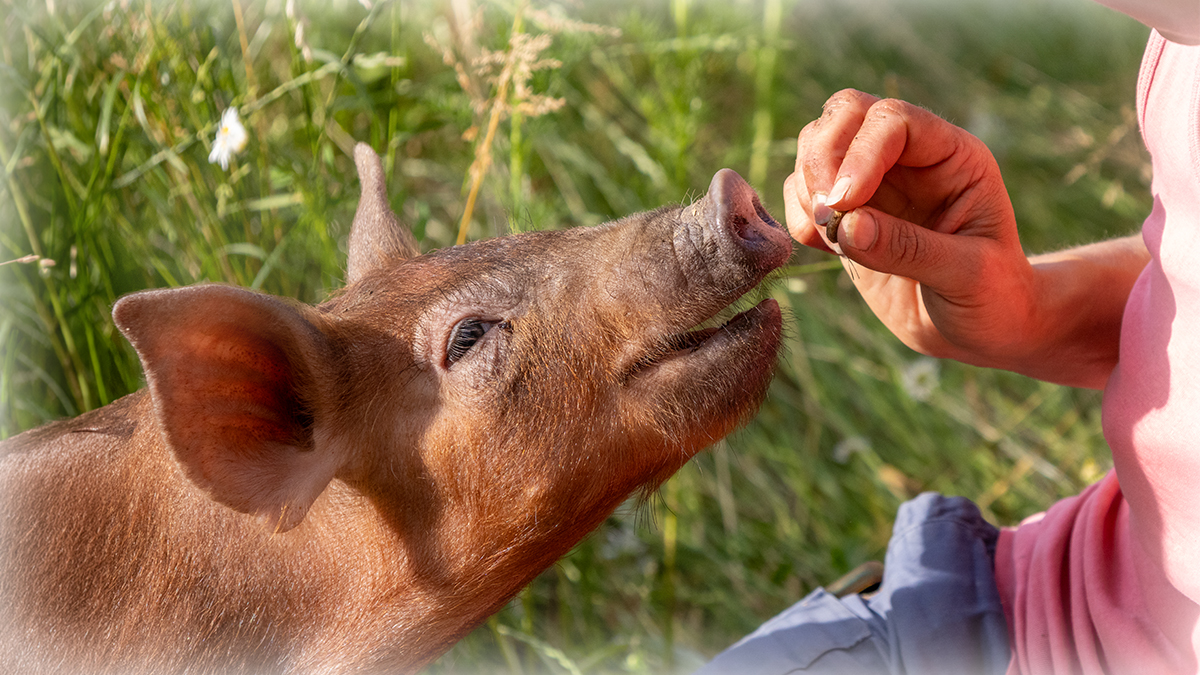 Schwein bekommt Leckerli